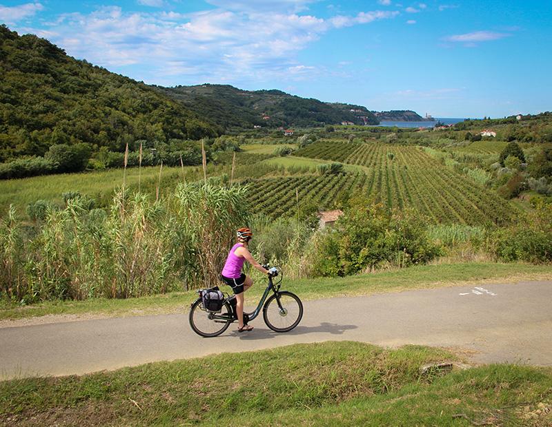 E-bike rider cycling through terraced vineyards and orchards in the Slovenian Istria region, with a panoramic view of the coastline and sea in the distance. Self-guided wine cycling tour.