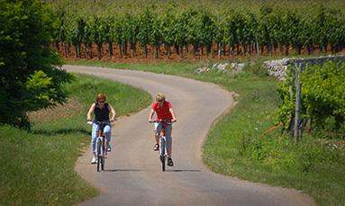 Vistas and Wines